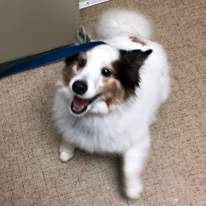 Meet your Posher, Savy